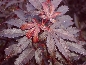 Klon palmowy (Acer palmatum) Skeeter